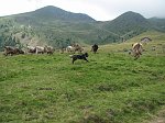 canipastore 096